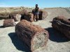 060529 (4630) Petrified Forest estrn AZ.jpg