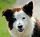 Border_Collie_liver_portrait.jpg