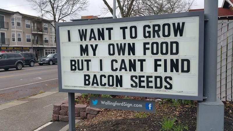 bacon-seeds-jpg.224364