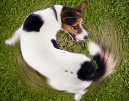 dog-chasing-its-tail.jpg